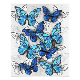 Impression Photo Composition des White and Blue Butterflies