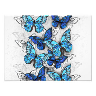 Impression Photo Composition des White and Blue Butterflies