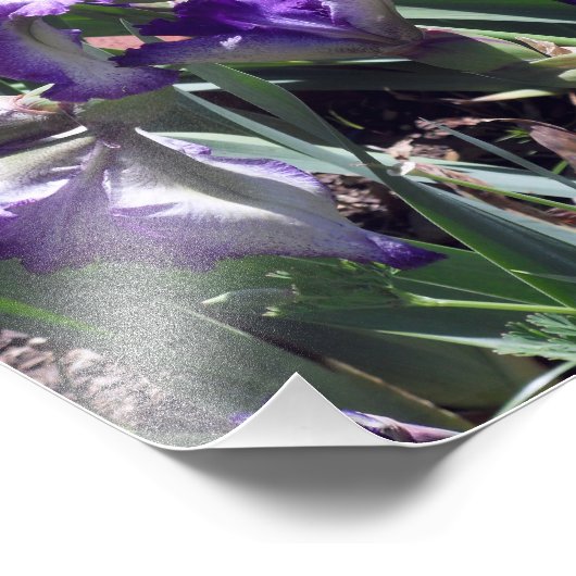 Impression Photo Comte d'Essex Irises (Coin)