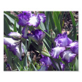 Impression Photo Comte d'Essex Irises (Devant)
