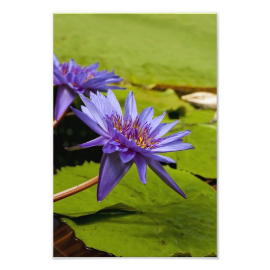 Impression Photo Conception botanique florale de nénuphar tropical (Devant)