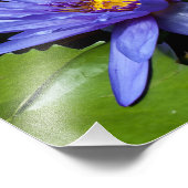 Impression Photo Conception botanique florale de nénuphar tropical (Coin)