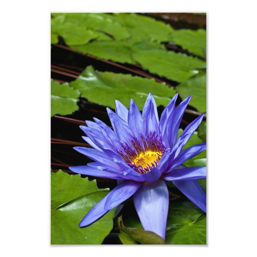Impression Photo Conception botanique florale de nénuphar tropical (Devant)