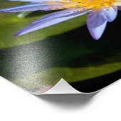 Impression Photo Conception botanique florale de nénuphar tropical (Coin)