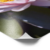 Impression Photo Conception botanique florale de nénuphar tropical (Coin)