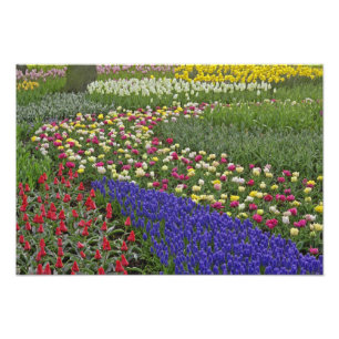 Impression Photo Conception de jardin de jacinthe de raisin et de t