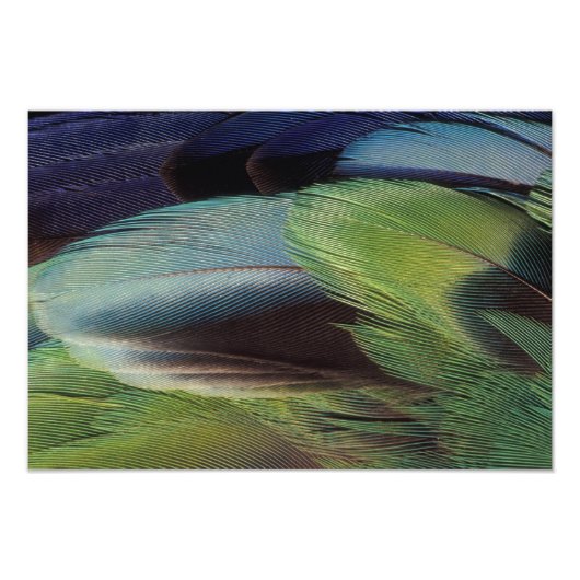 Impression Photo conception de motif de plume de perroquet (Devant)