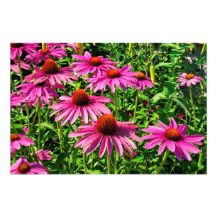 Impression Photo Coneflowers pourpre