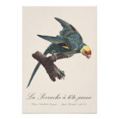 Impression Photo Conure de Caroline, Conuropsis carolinensis (Devant)