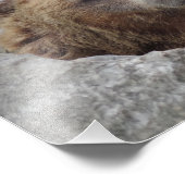 Impression Photo Cook bear (Coin)