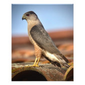 Impression Photo Cooper's Hawk (Devant)