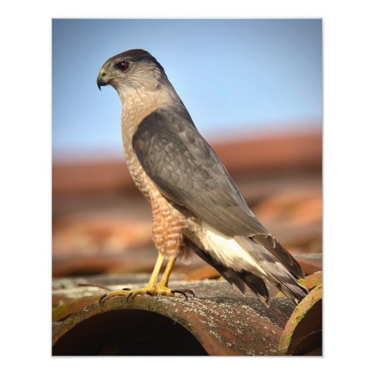 Impression Photo Cooper's Hawk (Devant)