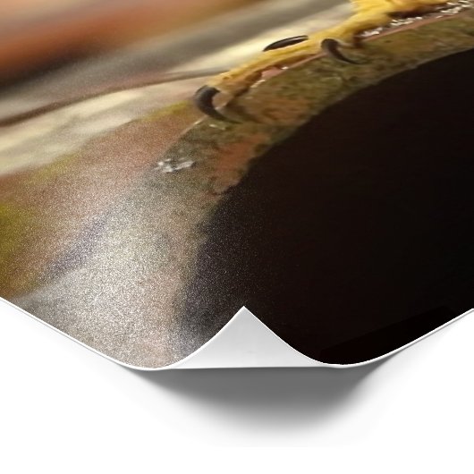 Impression Photo Cooper's Hawk (Coin)