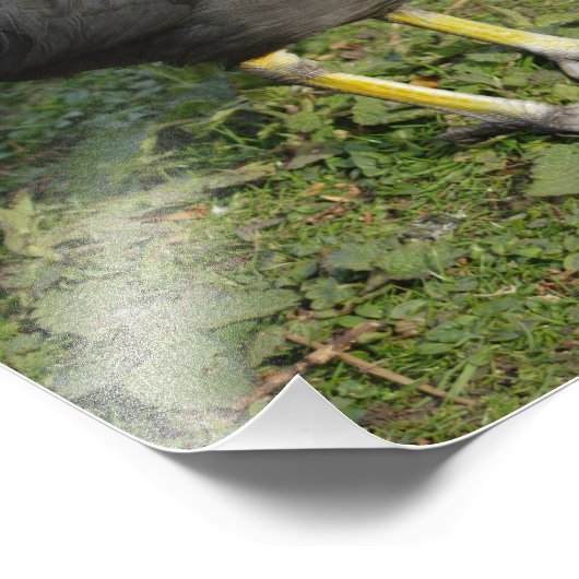 Impression Photo Coot britannique (Coin)