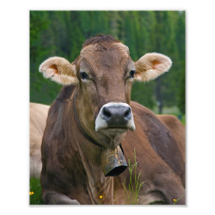 Impression Photo Copie alpine de vache