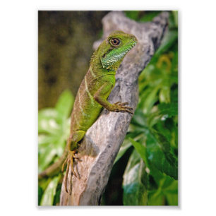 Impression Photo Copie chinoise de dragon d'eau