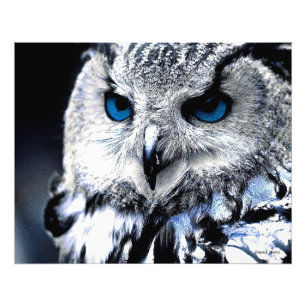 Impression Photo Copie d'art de hibou observée par bleu