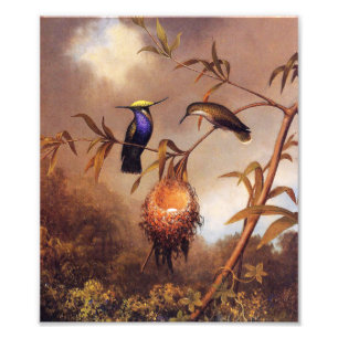Impression Photo Copie de famille de colibri