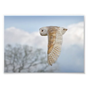 Impression Photo Copie de hibou de grange en vol