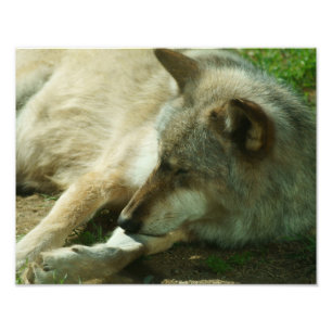 Impression Photo Copie de loup gris