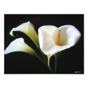 Impression Photo Copie élégante des fleurs 9 de zantedeschia