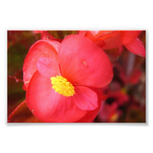 Impression Photo Copie rouge de fleur