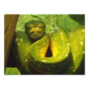 Impression Photo Copie verte de python d'arbre