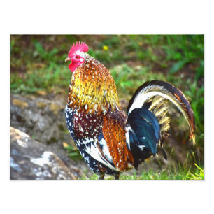 Impression Photo Coq coloré - Kauai, Hawaï