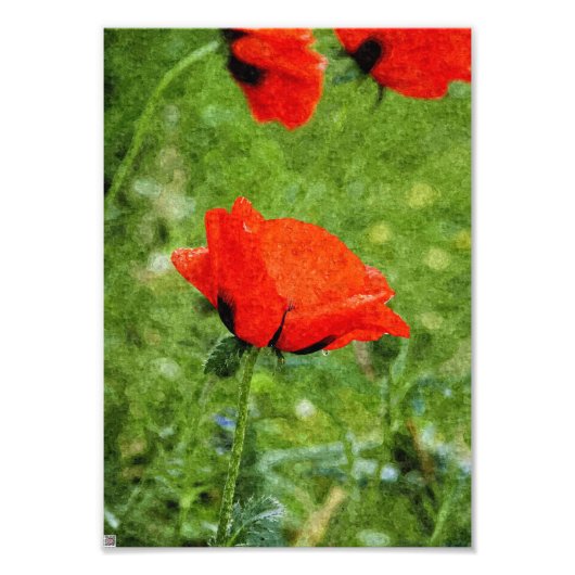 Impression Photo Coquelicot rouge (Devant)
