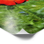 Impression Photo Coquelicot rouge (Coin)