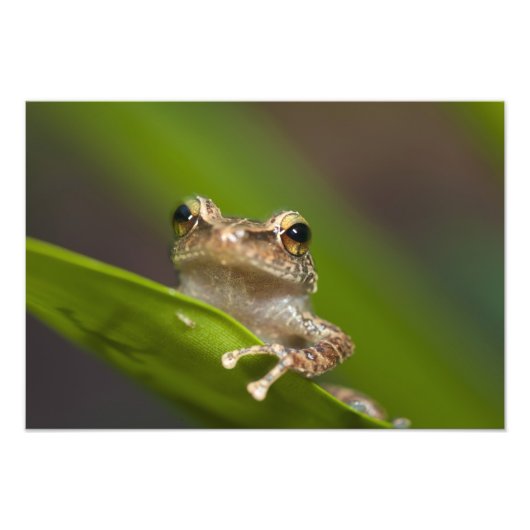 Impression Photo Coqui commun, Eleutherodactylus coqui (Devant)