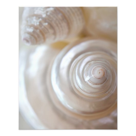 Impression Photo Coquillages blancs Plage tropicale Coquillages côt (Devant)