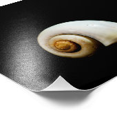 Impression Photo Coquille de lune (Coin)