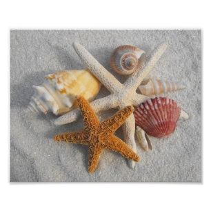 Impression Photo Coquilles et étoiles de mer mélangées de mer su