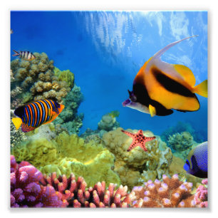 Impression Photo Corail coloré et poissons tropicaux
