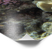 Impression Photo Corail, récif d'Agincourt, Grande barrière de cora (Coin)