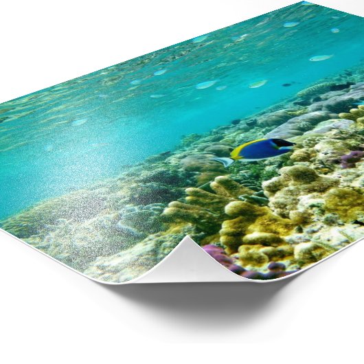 Impression Photo Corail Reef (Coin)