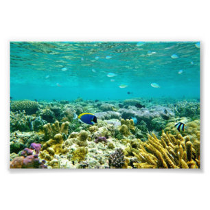 Impression Photo Corail Reef