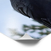 Impression Photo Corbeau (Coin)