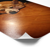 Impression Photo Corgi au sol (Coin)