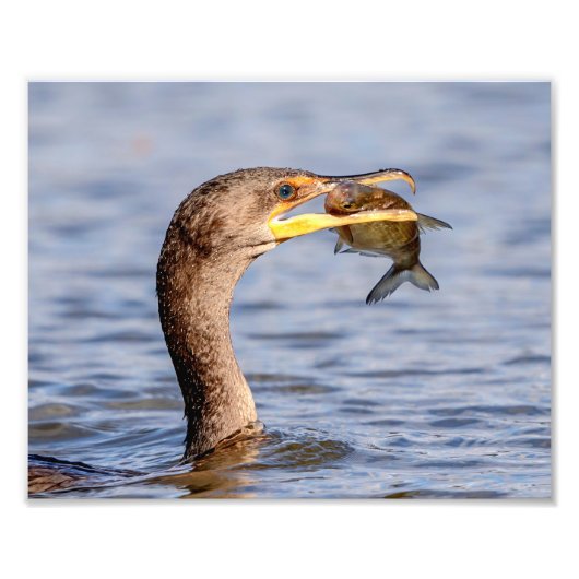Impression Photo Cormoran avec un poisson (Devant)