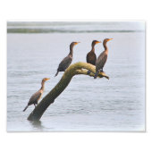 Impression photo Cormorant (Devant)