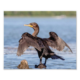 Impression Photo Cormorant Double-crêté sur le lac Champlain