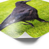 Impression Photo Corneille noire (Coin)