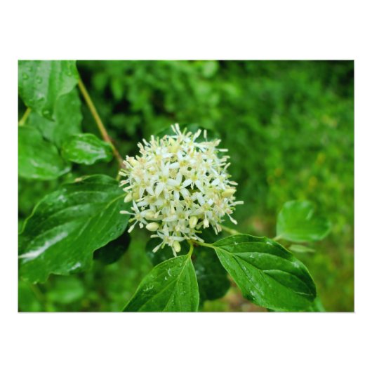 Impression Photo Cornus sanguinea (Devant)