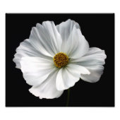 Impression photo Cosmos blanc (Devant)