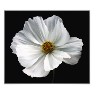 Impression photo Cosmos blanc