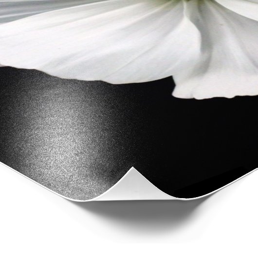 Impression photo Cosmos blanc (Coin)