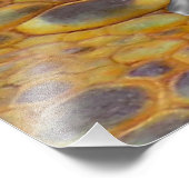 Impression Photo Couche de dragon (Coin)