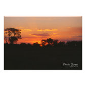 Impression Photo Coucher de soleil Acacia (Devant)